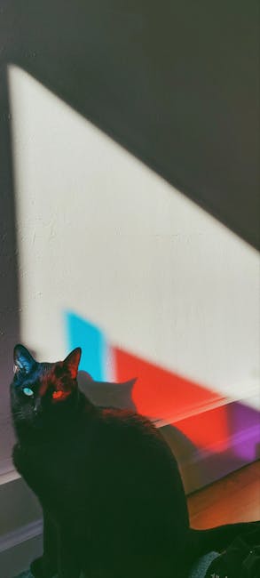 7 : img_5 - Artistic lighting on a black cat
